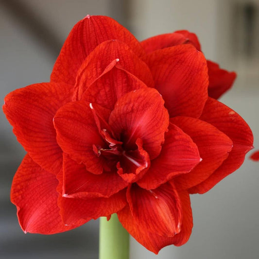 Double Red Flower Red Wax 36+ 18 bulbs/case